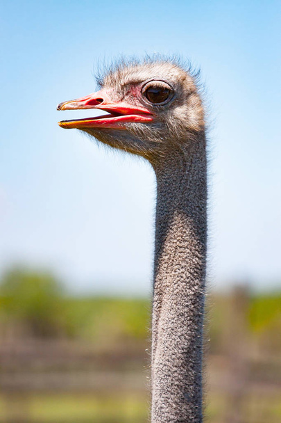 The Portrait of an ostrich in sunny day. Close-up. - Photo, Image