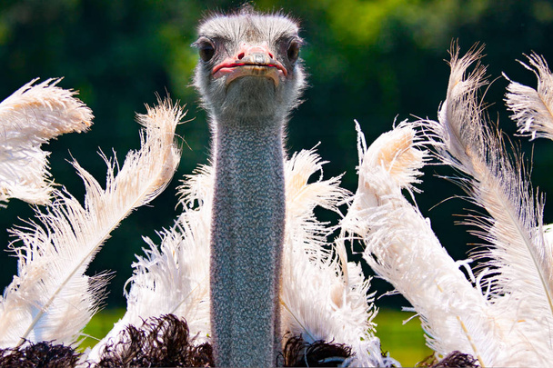 dancing ostrich mating dance closeup - Photo, Image
