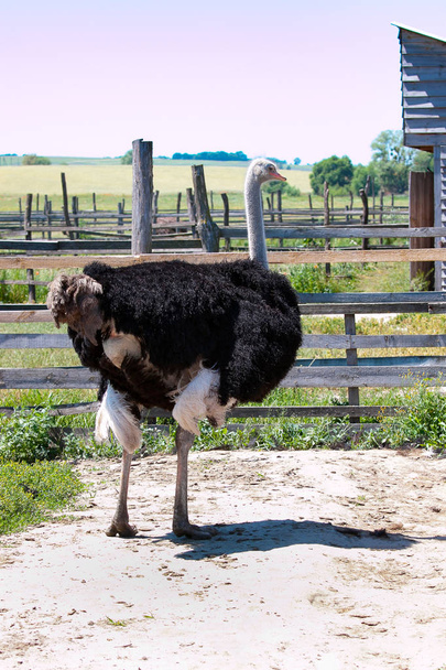 African ostrich on the farm - Foto, imagen