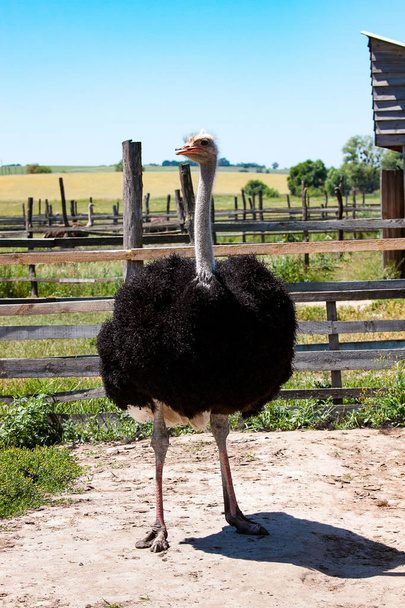 adult ostrich on the farm - Fotó, kép