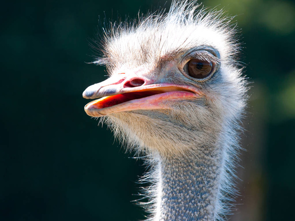Портрет страуса на голове и шее крупным планом
 - Фото, изображение