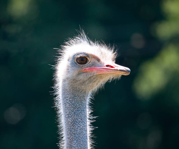The Ostrich face closeup - Zdjęcie, obraz