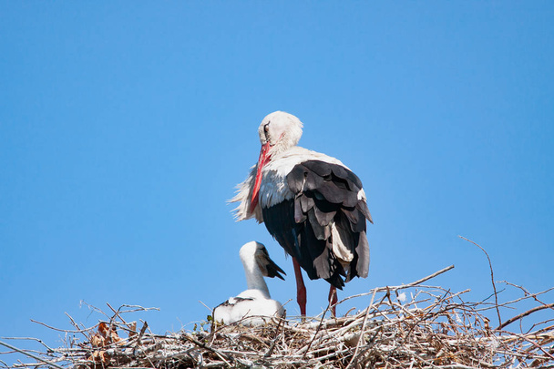 A baba a fészket a felnőtt gólya - Fotó, kép
