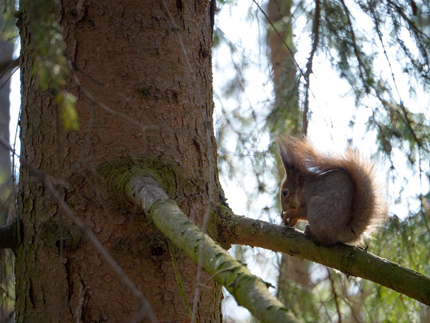 Squirrel on a fir tree - Фото, изображение