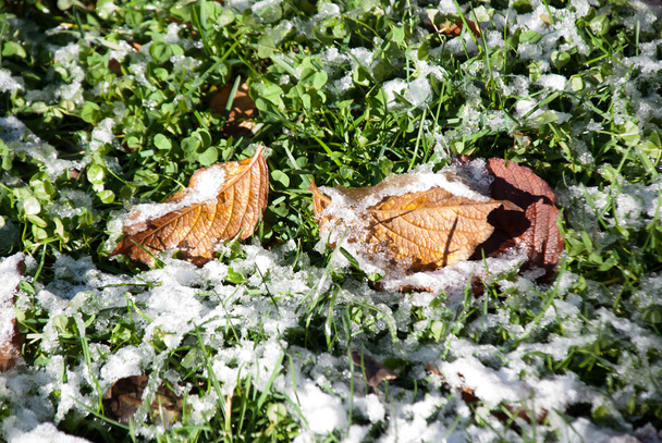 Осенние листья со снегом
 - Фото, изображение