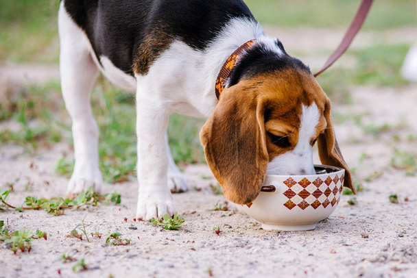 Beagle dog sıcak bir günde sokakta seramik bir kaseden su içer. - Fotoğraf, Görsel