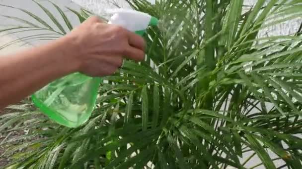Zraszanie roślin wodą z bliska - Materiał filmowy, wideo