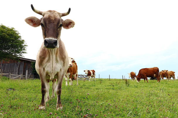 Allgaeu ganado marrón con cuernos en un pasto en Baviera
 - Foto, Imagen