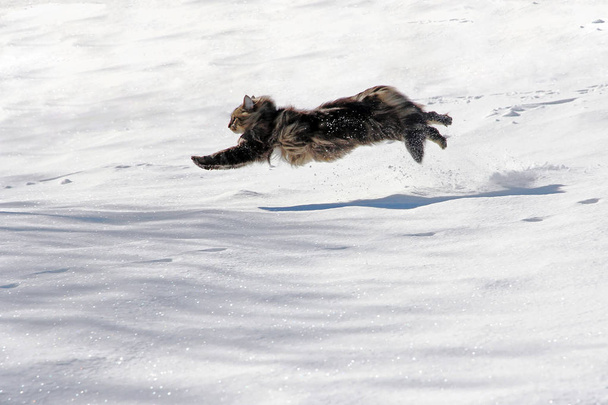 Μια νορβηγική forest γάτα τρέχει με μεγάλα άλματα από το χιόνι - Φωτογραφία, εικόνα