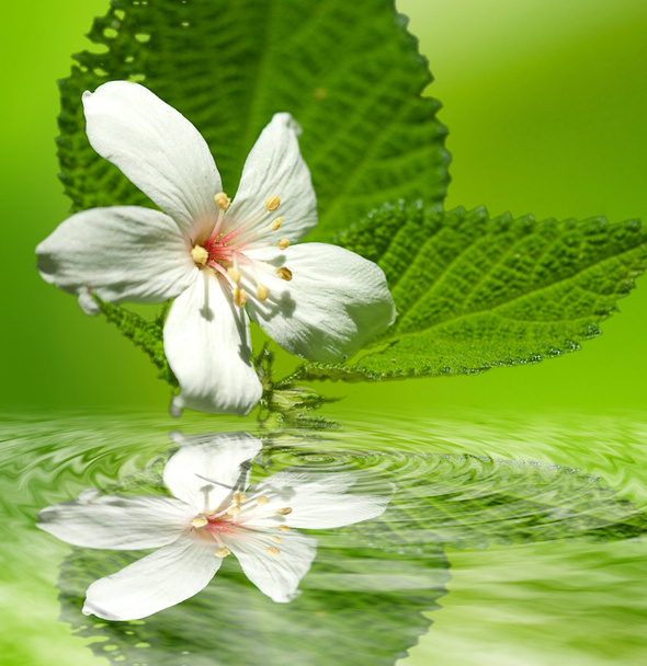 belas flores de tung
 - Foto, Imagem