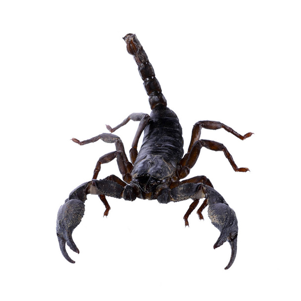 scorpion isolé sur fond blanc - Photo, image