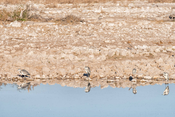 Czterech czaple szare w waterhole w północnej Namibii - Zdjęcie, obraz