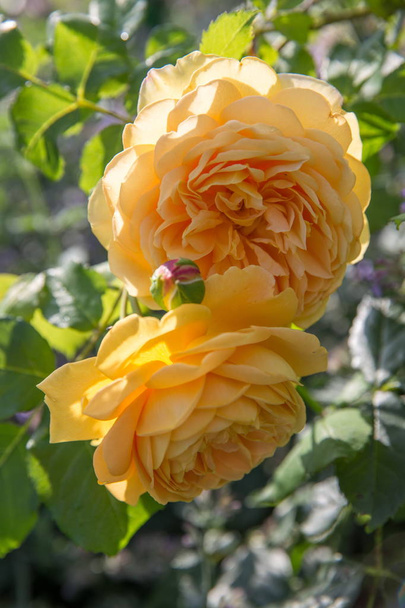 Цветущая желтая английская роза в саду в солнечный день. Золотая роза
 - Фото, изображение