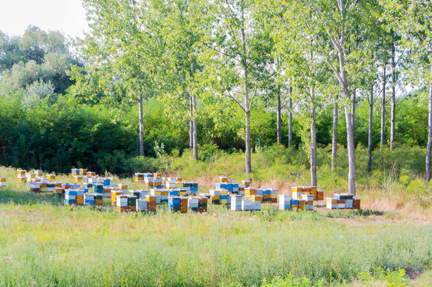 Colmenas coloridas para abejas
 - Foto, imagen