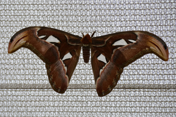 Papillon de nuit sur un filet maillé
 - Photo, image