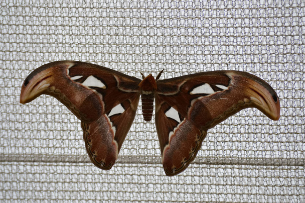 Vlinder op een maas netto - Foto, afbeelding