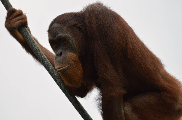 Orangutan in the outdoors - Photo, Image