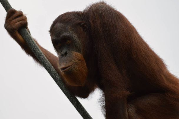 orang-oetan in de buitenlucht - Foto, afbeelding