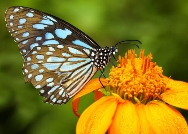 Błękitny motyl - Zdjęcie, obraz
