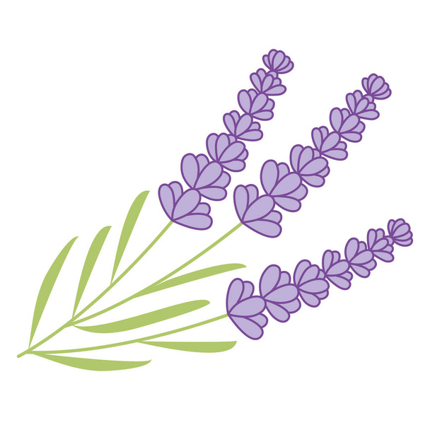 Vector Lavender Bunch - Vettoriali, immagini