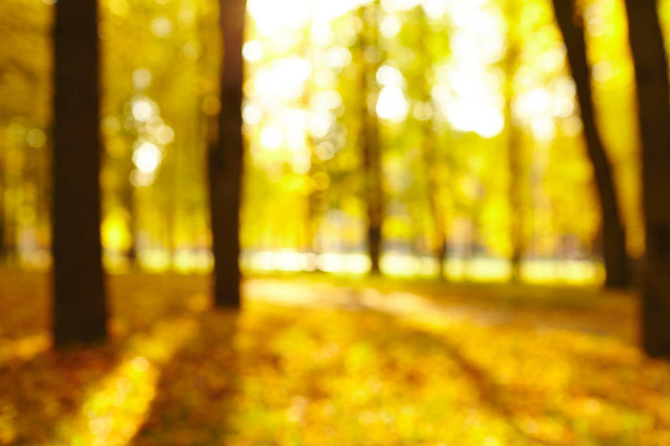 Piękny park jesień w słoneczny dzień - Zdjęcie, obraz