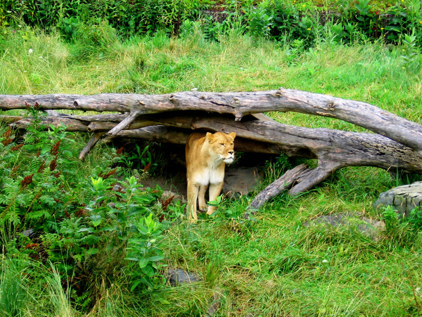 Volwassen vrouwelijke Leeuw staande bij de ingang van haar hol. - Foto, afbeelding