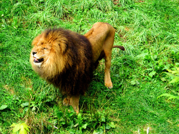 Felnőtt hím oroszlán álló és ordítozó - Fotó, kép