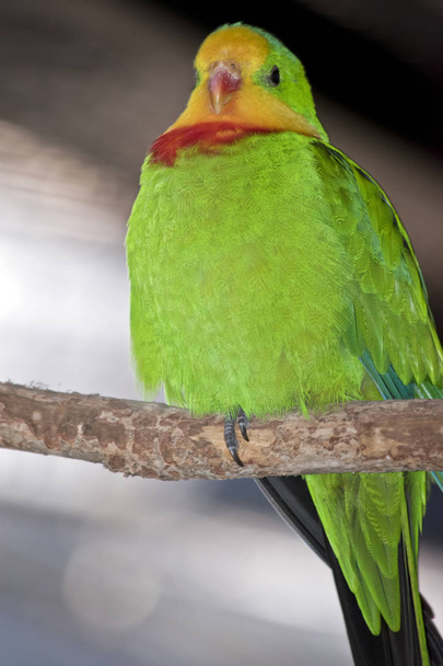 Sárgatorkú papagáj közelről - Fotó, kép