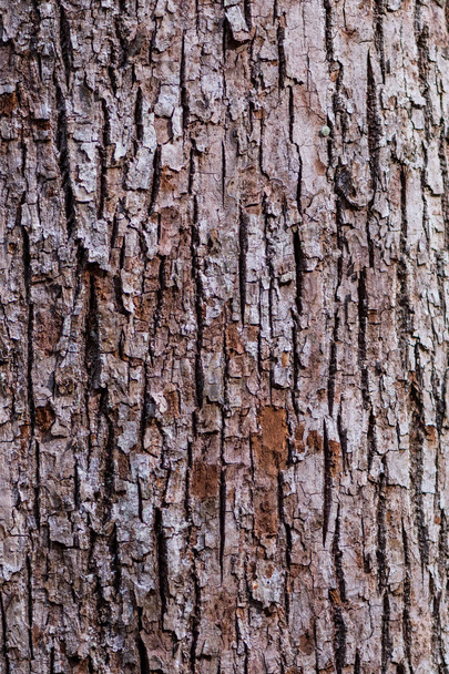 Brown and White Bark Of Tree - Photo, Image