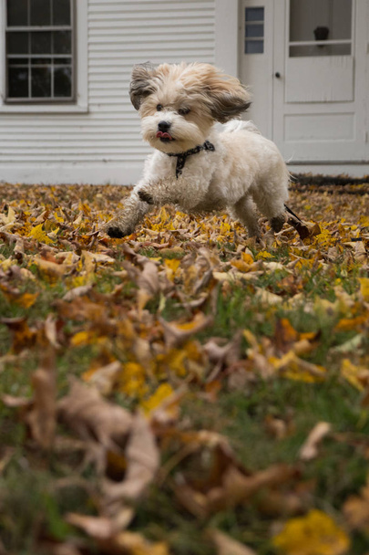 Playtime for Puppy / Dog
  - Фото, изображение