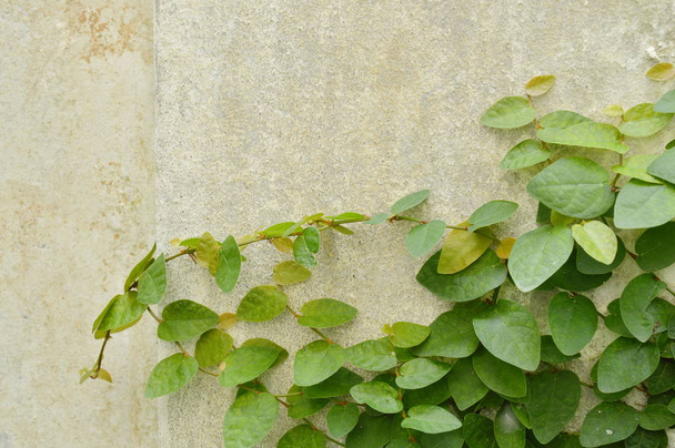  Мексиканская маргаритка лазает по цементной стене во дворе сада
 - Фото, изображение