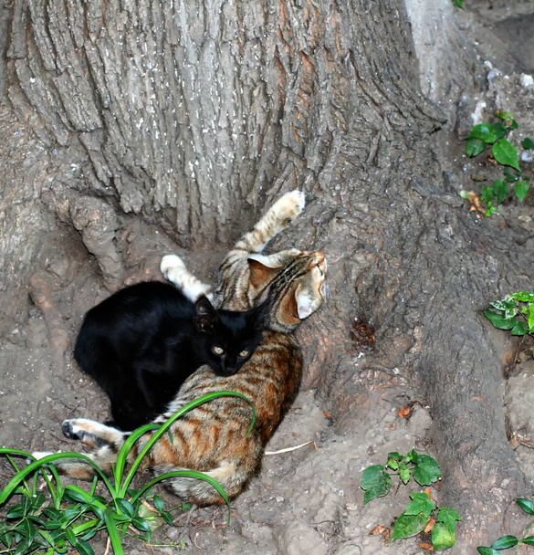 Δύο γάτες που βρίσκονται κάτω από ένα δέντρο. Ημέρα διεθνούς άστεγων ζώων. - Φωτογραφία, εικόνα