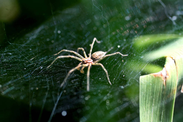 La grande araignée assise sur une toile d'araignée
 - Photo, image