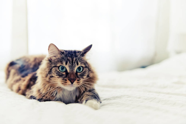 Cute grey cat - Fotografie, Obrázek