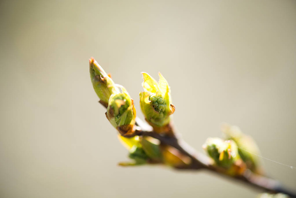 tree buds in spring - Foto, afbeelding