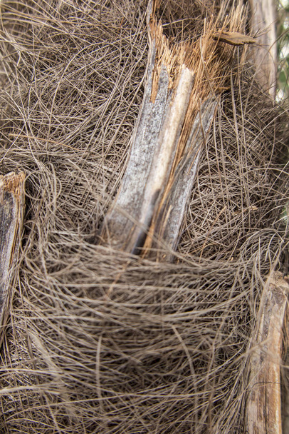 Fragmento de tronco e raízes de árvore tropical
  - Foto, Imagem