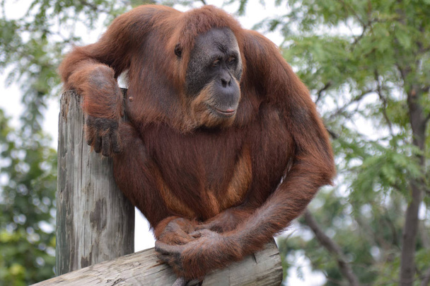 Orangután, a postai - Fotó, kép