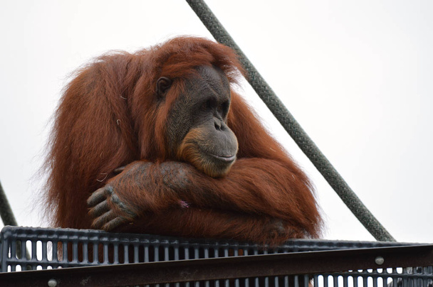 Orang-Utan auf einer Plattform - Foto, Bild