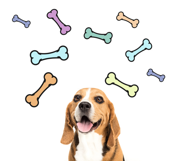 Cão beagle bonito
 - Foto, Imagem