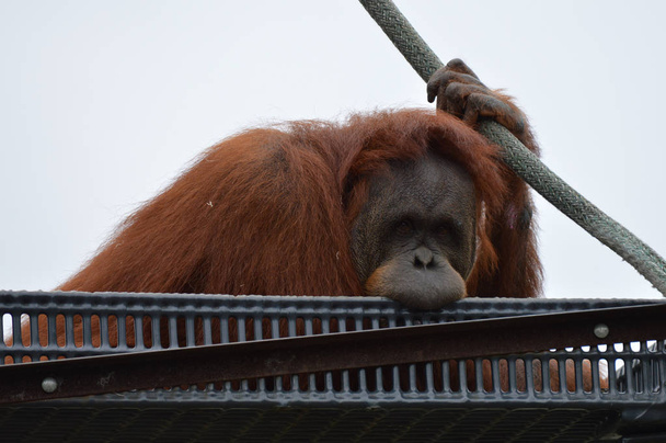 Orangutan on a platform - Photo, Image