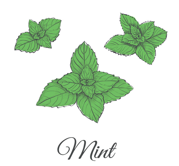 Mint plant green vector illustration set. - Vettoriali, immagini