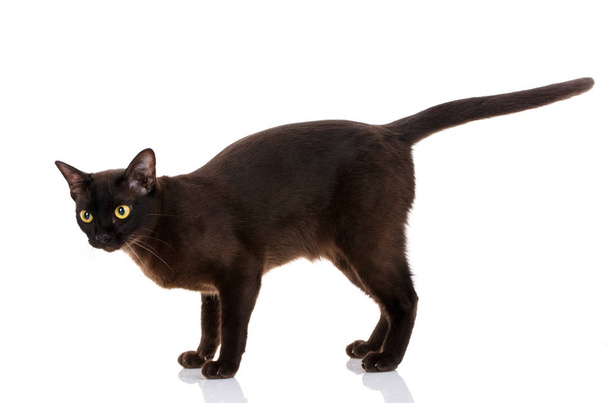 gato negro birmano
 - Foto, Imagen