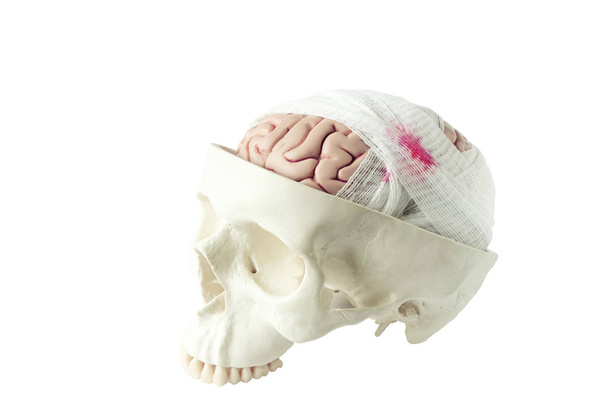 Model mózgu z zawijaniem gazy - Zdjęcie, obraz