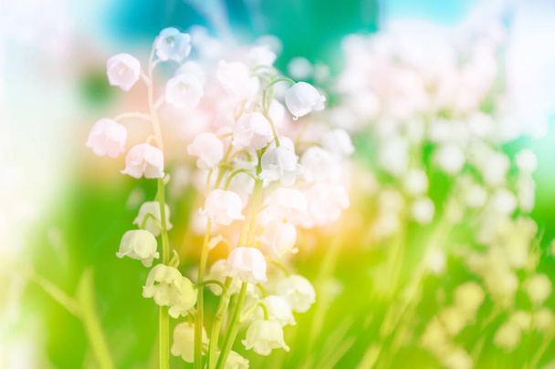 Весняний пейзаж. квіти лілія долини
 - Фото, зображення