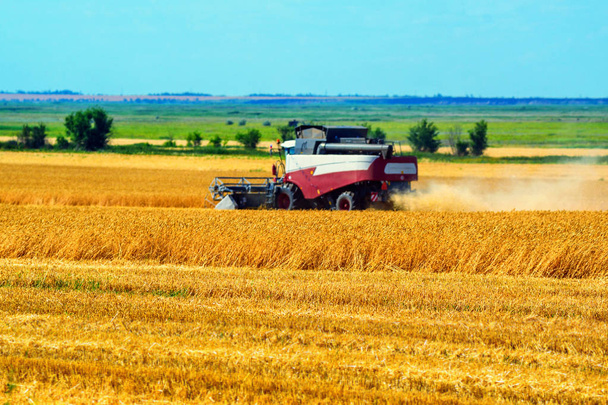 Уборочные комбайны работают на пшеничном поле
 - Фото, изображение