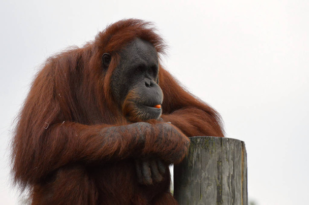 Orangután, a postai - Fotó, kép