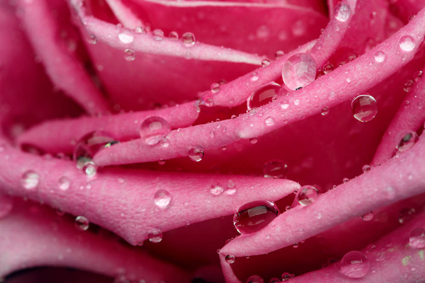 Close-up op Center van mooi roze roos - Foto, afbeelding