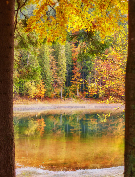 Lasu drzew jesień kolorowy, odzwierciedlające w jeziorze - Zdjęcie, obraz