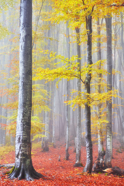 Paisagem de outono em madeira nebulosa
 - Foto, Imagem