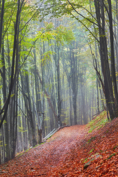 Осенний пейзаж в туманном лесу
 - Фото, изображение